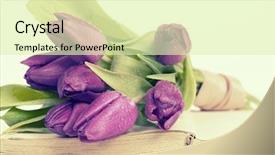  Presentation with memory book - Presentation design with old book and purple tulips background and a soft green colored foreground