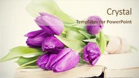  Presentation with book burning candles and purple - PPT theme consisting of old book and purple tulips background and a  colored foreground