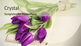  Presentation with movie screen in old retro - Beautiful presentation featuring old book and purple tulips backdrop and a soft green colored foreground