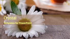  Presentation with feather and old book - Presentation featuring old book with beautiful flowers background and a  colored foreground