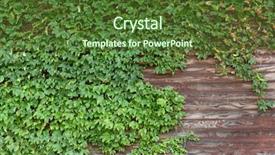  Presentation with brick - Amazing theme having old brick wall covered backdrop and a tawny brown colored foreground