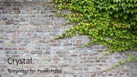  Presentation with brick wall - Colorful PPT theme enhanced with old brick wall with green backdrop and a light gray colored foreground