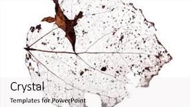  Presentation with brown - Presentation design featuring old brown dead leaf isolated background and a white colored foreground