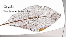  Presentation with brown - PPT layouts with old brown dead leaf isolated background and a white colored foreground