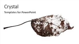  Presentation with brown - Theme featuring old brown dead leaf isolated background and a white colored foreground