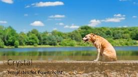  Presentation with old dog - Cool new presentation theme with old-brown-dog-on-wall backdrop and a coral colored foreground