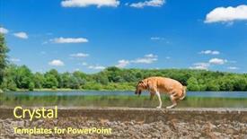  Presentation with old dog - Audience pleasing slide deck consisting of old-brown-dog-on-wall backdrop and a violet colored foreground