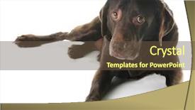  Presentation with lab animal mice - Slide deck featuring old chocolate lab with sad background and a  colored foreground