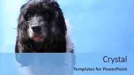  Presentation with puppy english cocker spaniel - Slides having old cocker spaniel dog poses background and a  colored foreground