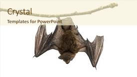  Presentation with branch - Presentation theme enhanced with old common bent-wing bat background and a cream colored foreground