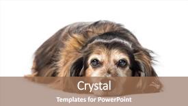  Presentation with old dog - Colorful presentation theme enhanced with old dachshund badger dog sausage backdrop and a coral colored foreground