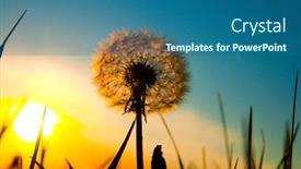  Presentation with dandelion - Audience pleasing theme consisting of old dandelion and sun backdrop and a ocean colored foreground