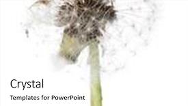  Presentation with dandelion - Slide deck featuring old dandelion isolated on white background background and a white colored foreground