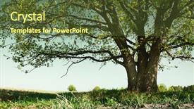  Presentation with old days - Theme with old days - big tree with branches background and a tawny brown colored foreground