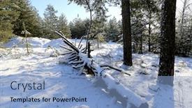  Presentation with pine forest - Beautiful PPT layouts featuring old-dead-pine-tree backdrop and a light blue colored foreground