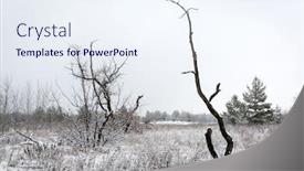 Presentation with forest winter - Beautiful presentation theme featuring old dead tree on winter meadow in forest backdrop and a sky blue colored foreground