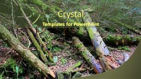  Presentation with moss - Presentation theme consisting of old-dead-woods-with-green background and a tawny brown colored foreground