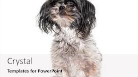  Presentation with old dog - Slide set with old-dirty-and-shaggy-shih background and a light gray colored foreground