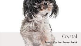 Presentation with old dog - Presentation featuring old-dirty-and-shaggy-shih background and a light gray colored foreground