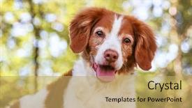  Presentation with dog park - Colorful slide set enhanced with old dog - brittany spaniel smiling backdrop and a yellow colored foreground