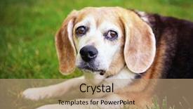  Presentation with green lawn - Theme enhanced with old dog - cute senior beagle looking off background and a coral colored foreground