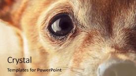  Presentation with vintage antique retro terrestrial globe - Audience pleasing presentation theme consisting of old dog - cute senior chihuahua close up backdrop and a lemonade colored foreground