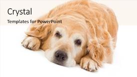  Presentation with old dog - Amazing presentation theme having old dog - golden retriever in front backdrop and a  colored foreground
