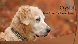  Presentation with red and gold - Presentation theme having old dog - portrait golden retriever on red background and a  colored foreground