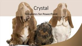  Presentation with basset hound - Colorful slide set enhanced with old dog - two basset hounds backdrop and a coral colored foreground