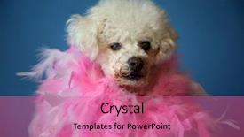  Presentation with old dog - Colorful PPT theme enhanced with old dog photo shoot beautiful backdrop and a coral colored foreground