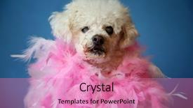  Presentation with poodle - Presentation having old dog photo shoot beautiful background and a coral colored foreground