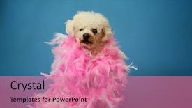  Presentation with poodle - Beautiful PPT theme featuring old dog photo shoot beautiful backdrop and a coral colored foreground