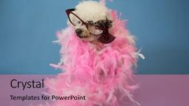  Presentation with poodle - Colorful theme enhanced with old dog photo shoot beautiful backdrop and a coral colored foreground