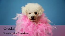  Presentation with old dog - Amazing theme having old dog photo shoot beautiful backdrop and a coral colored foreground