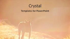  Presentation with dog cat sunset - Cool new presentation design with old dog walking during sunrise backdrop and a coral colored foreground