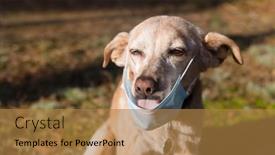  Presentation with old dog - Beautiful PPT theme featuring old-dog-with-facemask-outdoor backdrop and a coral colored foreground