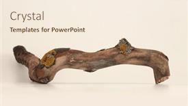  Presentation with moss - PPT theme having old-dry-wood-branch-whith background and a cream colored foreground