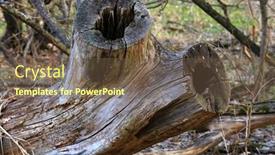  Presentation with dry forest - Amazing PPT theme having old-dry-wooden-stub backdrop and a tawny brown colored foreground
