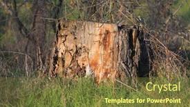  Presentation with dry forest - Amazing PPT theme having old-dry-wooden-stub backdrop and a tawny brown colored foreground