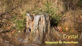  Presentation with dry forest - Presentation theme enhanced with old-dry-wooden-stump background and a tawny brown colored foreground