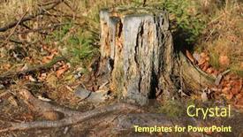  Presentation with dry forest - Slide deck enhanced with old-dry-wooden-stump background and a tawny brown colored foreground