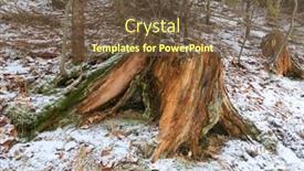  Presentation with dry forest - Colorful presentation theme enhanced with old-dry-wooden-stump backdrop and a tawny brown colored foreground