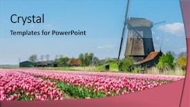  Presentation with old windmill - Presentation design having old dutch windmill and tulip background and a light blue colored foreground