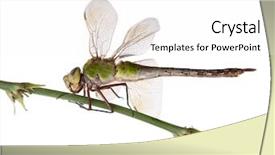  Presentation with blade - PPT theme enhanced with old emperor dragonfly anax imperator on blade of grass in front of white background background and a white colored foreground