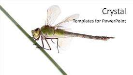  Presentation with blade - Colorful PPT theme enhanced with old emperor dragonfly anax imperator on blade of grass in front of white background backdrop and a white colored foreground