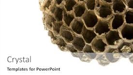  Presentation with mirror in an old frame - PPT layouts consisting of old empty wasp nest in the frame corner copy space background and a white colored foreground