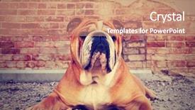  Presentation with done - Theme with furry friends - bulldog in an alley background and a coral colored foreground