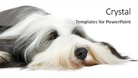  Presentation with sheepdog - Cool new slides with old dog - sheepdog in front backdrop and a  colored foreground