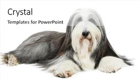  Presentation with sheepdog - Amazing presentation theme having olde english - sheepdog on white background backdrop and a white colored foreground