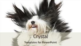  Presentation with sheepdog - Slide set having unkempt - sheepdog on white background background and a soft green colored foreground